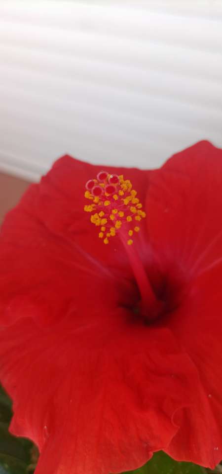 Massage intgral pour femme uniquement