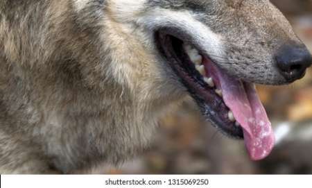 Cherche des Z Sud 🐺