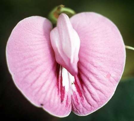 Mr respectueux ch JF intell. crbrale, curieuse