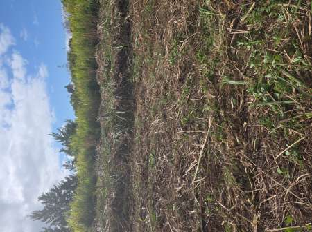 Cherche a etre attacher chez un homme