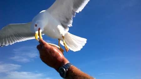 Bel H bi pour massage naturiste tantrique � L�zi11