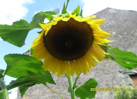 aide a personne a domicile