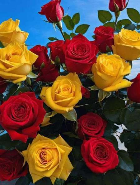 Offres de bon et long cunni jusqu'� l'orgasme