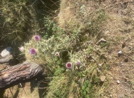 Cherche rencontres avec cougars