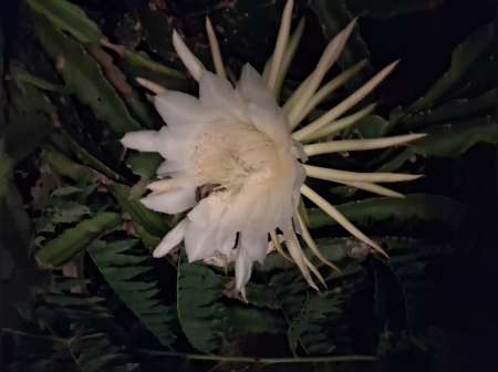 Homme a tout faire pour femme