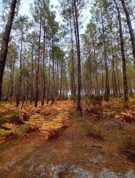 Tr�s belle couguar cherche rencontre